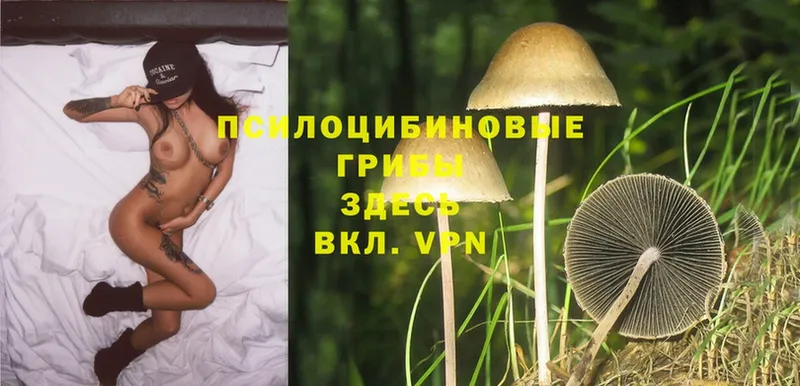 omg маркетплейс  наркота  Нижнеудинск  Псилоцибиновые грибы Psilocybe 